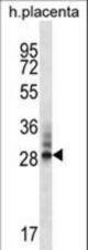 DNAJC27 Antibody western blot of human placenta tissue lysates (35 ug/lane). The DNAJC27 antibody detected the DNAJC27 protein (arrow).