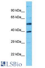 DNAJC28 antibody Western Blot of Jurkat. Antibody dilution: 1 ug/ml.