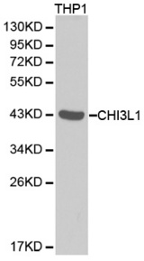 Western blot analysis of extracts of THP1 cell lines, using CHI3L1 antibody.