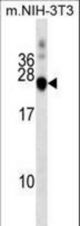 DNAJC5 Antibody western blot of mouse NIH-3T3 cell line lysates (35 ug/lane). The DNAJC5 antibody detected the DNAJC5 protein (arrow).