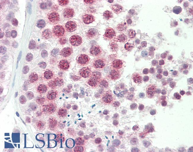 Anti-DNAJC5G antibody IHC staining of human testis. Immunohistochemistry of formalin-fixed, paraffin-embedded tissue after heat-induced antigen retrieval. Antibody LS-B10388 concentration 5 ug/ml.