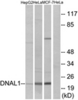 Western blot of extracts from HeLa/HepG2/MCF-7 cells, using DNAL1 Antibody. The lane on the right is treated with the synthesized peptide.