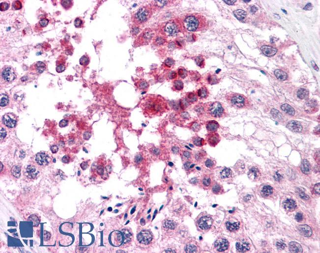 Anti-DNAL1 antibody IHC of human testis. Immunohistochemistry of formalin-fixed, paraffin-embedded tissue after heat-induced antigen retrieval. Antibody LS-B4595 concentration 5 ug/ml.