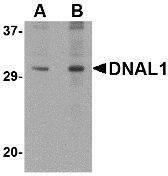 Western blot of DNAL1 in 3T3 cell lysate with DNAL1 antibody at (A) 1 and (B) 2 ug/ml.