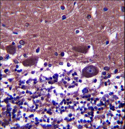 DNAL4 Antibody immunohistochemistry of formalin-fixed and paraffin-embedded human cerebellum tissue followed by peroxidase-conjugated secondary antibody and DAB staining.