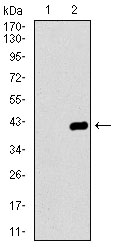 Western blot using DNAL4 monoclonal antibody against HEK293 (1) and DNAL4 (AA: 1-105)-hIgGFc transfected HEK293 (2) cell lysate.