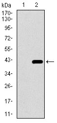 Western blot using DNAL4 monoclonal antibody against HEK293 (1) and DNAL4 (AA: 1-105)-hIgGFc transfected HEK293 (2) cell lysate.