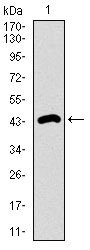 Western blot using DNAL4 monoclonal antibody against human DNAL4 recombinant protein. (Expected MW is 44.7 kDa)