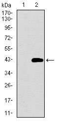 Western blot using DNAL4 monoclonal antibody against HEK293 (1) and DNAL4 (AA: 1-105)-hIgGFc transfected HEK293 (2) cell lysate.