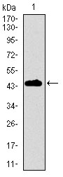 Western blot using DNAL4 monoclonal antibody against human DNAL4 recombinant protein. (Expected MW is 44.7 kDa)