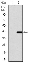 Western blot using DNAL4 monoclonal antibody against HEK293 (1) and DNAL4 (AA: 1-105)-hIgGFc transfected HEK293 (2) cell lysate.