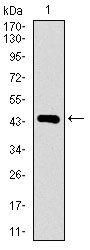 Western blot using DNAL4 monoclonal antibody against human DNAL4 recombinant protein. (Expected MW is 44.7 kDa)