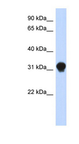 DNALI1 antibody LS-C102545 Western blot of Transfected 293T cell lysate.
