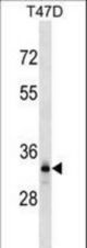 DNALI1 Antibody western blot of T47D cell line lysates (35 ug/lane). The DNALI1 antibody detected the DNALI1 protein (arrow).