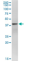 DNALI1 monoclonal antibody (M04A), clone 2H3. Western Blot analysis of DNALI1 expression in K-562.