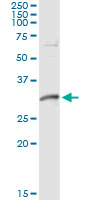 Immunoprecipitation of DNALI1 transfected lysate using anti-DNALI1 monoclonal antibody and Protein A Magnetic Bead, and immunoblotted with DNALI1 rabbit polyclonal antibody.