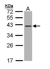 Sample (30 ug of whole cell lysate). A: MOLT4. 10% SDS PAGE. DNASE1 antibody diluted at 1:1000