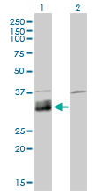 Western Blot analysis of DNASE1L1 expression in transfected 293T cell line by DNASE1L1 monoclonal antibody (M02), clone 4E8.Lane 1: DNASE1L1 transfected lysate(33.9 KDa).Lane 2: Non-transfected lysate.