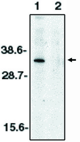 Western blot of anti-DNase II (CT) antibody at 1 ug/ml on human spleen tissue lysate in the absence (1) and presence (2) of blocking peptide.