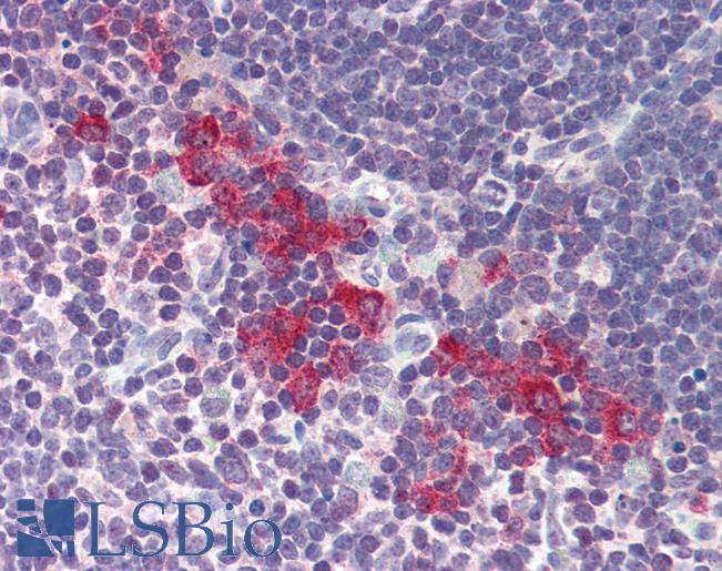 Anti-DNASE2 / DNase II antibody IHC of human thymus. Immunohistochemistry of formalin-fixed, paraffin-embedded tissue after heat-induced antigen retrieval. Antibody LS-B560 concentration 5 ug/ml.