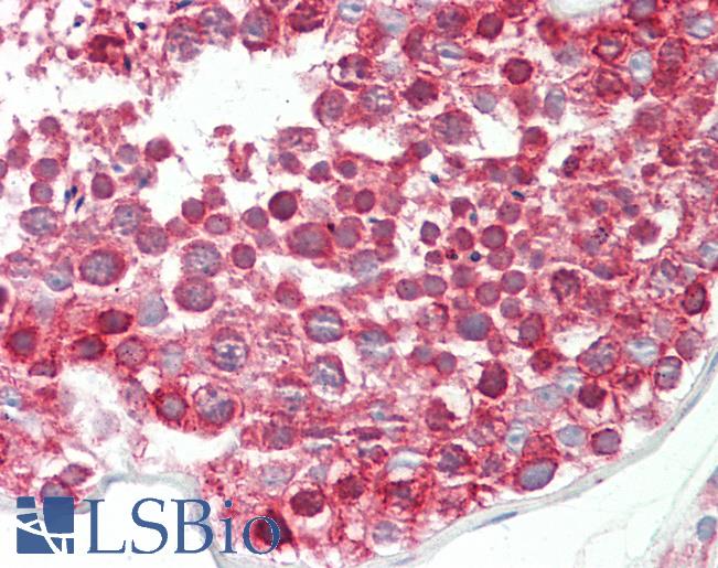 Anti-DND1 antibody IHC staining of human testis. Immunohistochemistry of formalin-fixed, paraffin-embedded tissue after heat-induced antigen retrieval. Antibody LS-B10312 concentration 5 ug/ml.