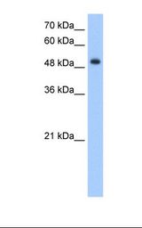 HepG2 cell lysate. Antibody concentration: 2.5 ug/ml. Gel concentration: 12%.