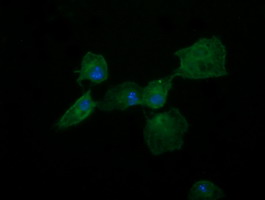 Anti-DNM1L mouse monoclonal antibody immunofluorescent staining of COS7 cells transiently transfected by pCMV6-ENTRY DNM1L.