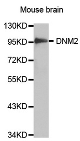 Western blot analysis of extracts of Mouse brain, using DNM2 antibody.