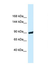 DNM3 / Dynamin-3 antibody LS-C145339 Western blot of Mouse Brain lysate. Antibody concentration 1 ug/ml.
