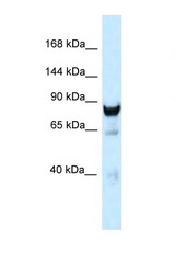 DNM3 / Dynamin-3 antibody LS-C145340 Western blot of Mouse Brain lysate. Antibody concentration 1 ug/ml.