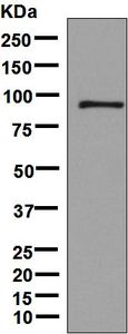 Western blot analysis on fetal brain lysate using anti-DNM3 / Dynamin-3 antibody.