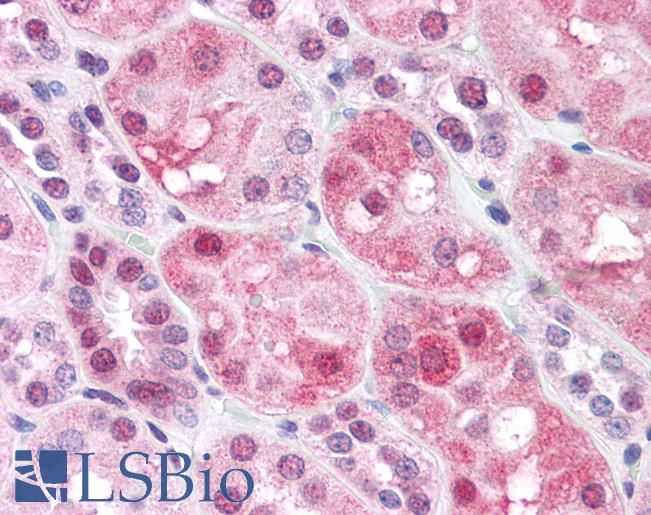Anti-DNMT1 antibody IHC of human kidney. Immunohistochemistry of formalin-fixed, paraffin-embedded tissue after heat-induced antigen retrieval. Antibody LS-B4353 concentration 3.75 ug/ml.