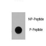 Dot blot of anti-Dnmt1 Phospho-specific antibody on nitrocellulose membrane. 50ng of Phospho-peptide or Non Phospho-peptide per dot were adsorbed. Antibody working concentrations are 0.5ug per ml.
