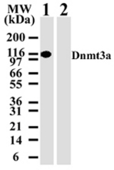 Western blot analysis for Dnmt3a using antibody at 2 ug/ml against 10 ug of 293 cell lysate transfected with either mouse Dnmt3a (lane 1) or mouse Dnmt3b (lane 2).