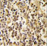 Formalin-fixed and paraffin-embedded human kidney tissue reacted with the primary antibody, which was peroxidase-conjugated to the secondary antibody, followed by DAB staining. This data demonstrates the use of this antibody for immunohistochemistry; clinical relevance has not been evaluated.