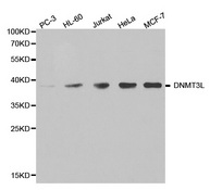 Western blot analysis of extracts of various cell lines, using DNMT3L antibody.