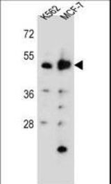 DNPEP Antibody western blot of K562,MCF-7 cell line lysates (35 ug/lane). The DNPEP antibody detected the DNPEP protein (arrow).