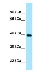 DOC2A antibody Western Blot of Placenta.