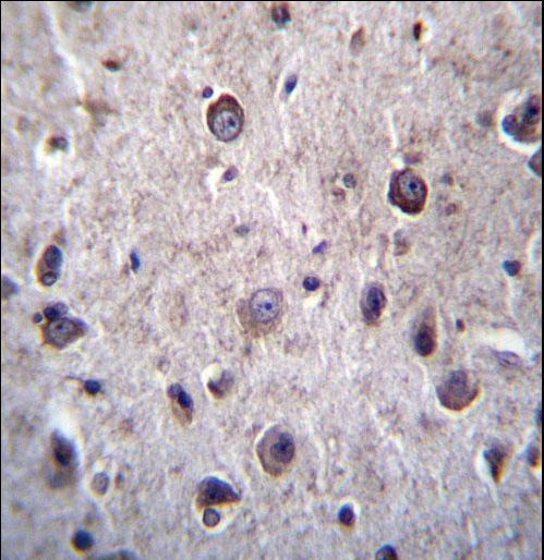 DOC2A Antibody immunohistochemistry of formalin-fixed and paraffin-embedded human brain tissue followed by peroxidase-conjugated secondary antibody and DAB staining.