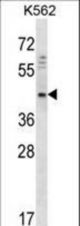 DOC2A Antibody western blot of K562 cell line lysates (35 ug/lane). The DOC2A antibody detected the DOC2A protein (arrow).