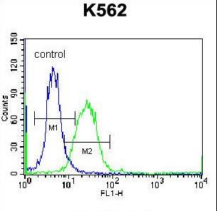 DOC2A Antibody flow cytometry of K562 cells (right histogram) compared to a negative control cell (left histogram). FITC-conjugated donkey-anti-rabbit secondary antibodies were used for the analysis.