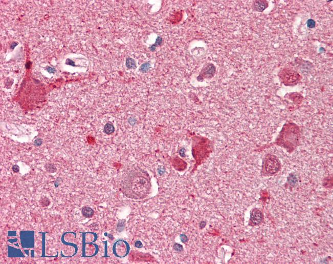 Anti-DOC2A antibody IHC staining of human brain, cortex. Immunohistochemistry of formalin-fixed, paraffin-embedded tissue after heat-induced antigen retrieval. Antibody LS-B10339 concentration 5 ug/ml.