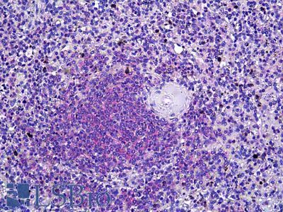 Anti-DOK3 antibody IHC of human spleen. Immunohistochemistry of formalin-fixed, paraffin-embedded tissue after heat-induced antigen retrieval. Antibody LS-B5699 concentration 6.125 ug/ml.