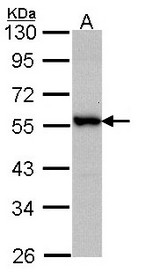Sample (30 ug of whole cell lysate). A: A431 . 10% SDS PAGE. DOK3 antibody diluted at 1:1000.