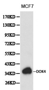 Western blot of DOK4 pAb in extracts from MCF7 cells.