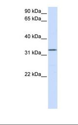 Placenta lysate. Antibody concentration: 1.0 ug/ml. Gel concentration: 12%.