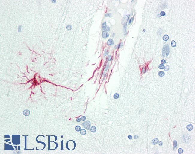 Anti-DOK6 antibody IHC staining of human brain, cortex. Immunohistochemistry of formalin-fixed, paraffin-embedded tissue after heat-induced antigen retrieval. Antibody LS-B9964 concentration 10 ug/ml.