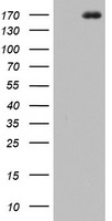 HEK293T cells were transfected with the pCMV6-ENTRY control (Left lane) or pCMV6-ENTRY DOT1L (Right lane) cDNA for 48 hrs and lysed. Equivalent amounts of cell lysates (5 ug per lane) were separated by SDS-PAGE and immunoblotted with anti-DOT1L.