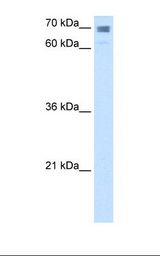 HepG2 cell lysate. Antibody concentration: 2.5 ug/ml. Gel concentration: 12%.