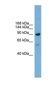 DDX54 antibody LS-C116090 Western blot of SP2/0 cell lysate.